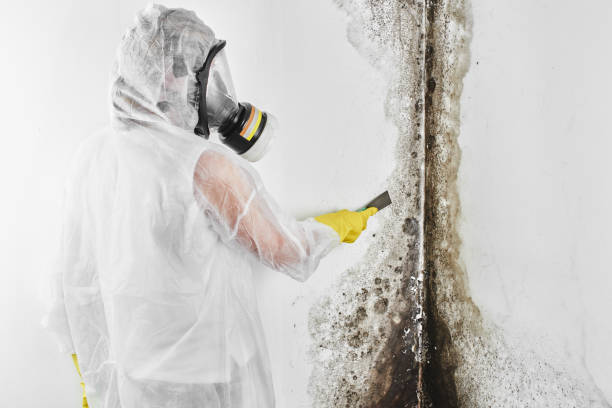 Best Home Mold Removal  in Thruston, KY