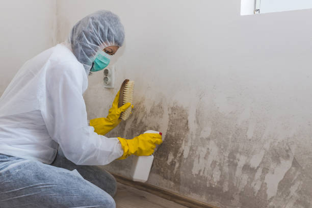 Best Residential Mold Removal  in Thruston, KY