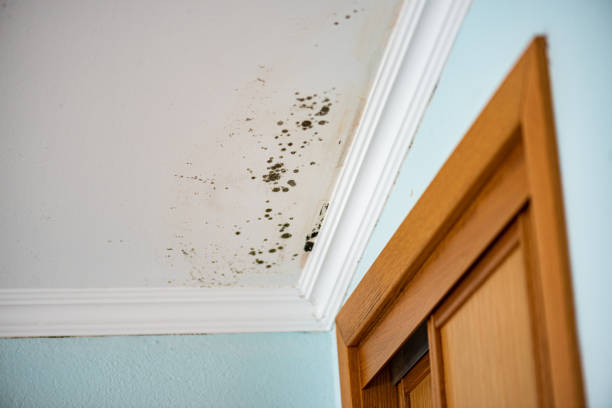 Best Same-Day Mold Removal  in Thruston, KY