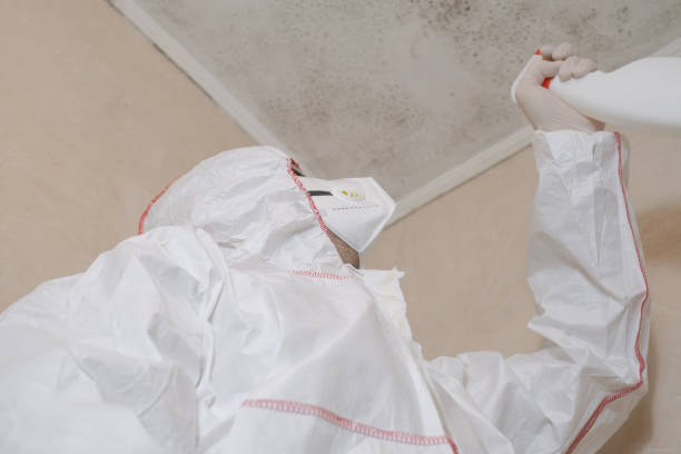 Best Mold Remediation  in Thruston, KY